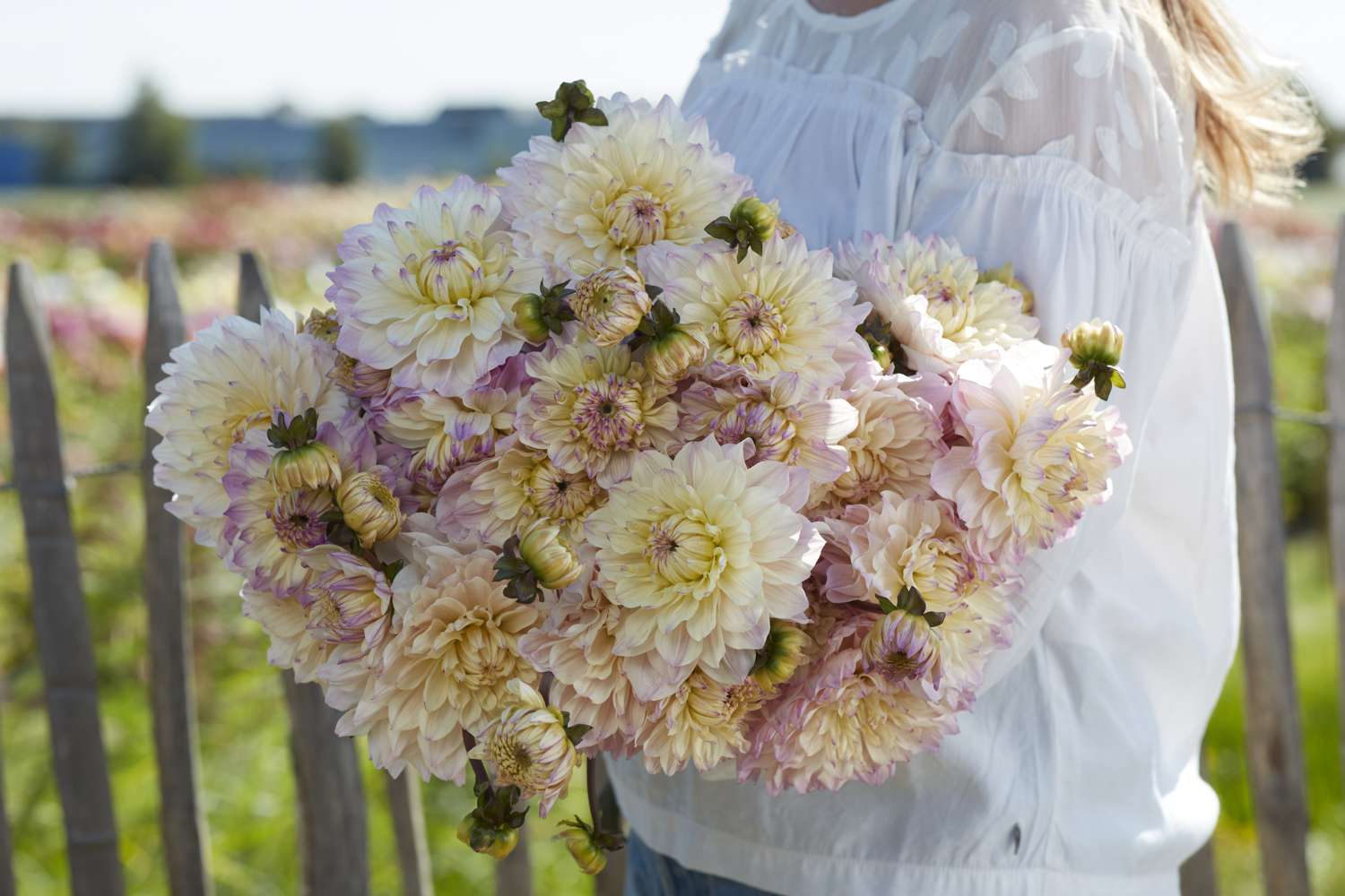 Dahlie ‘Masterclass’ - Dahlia